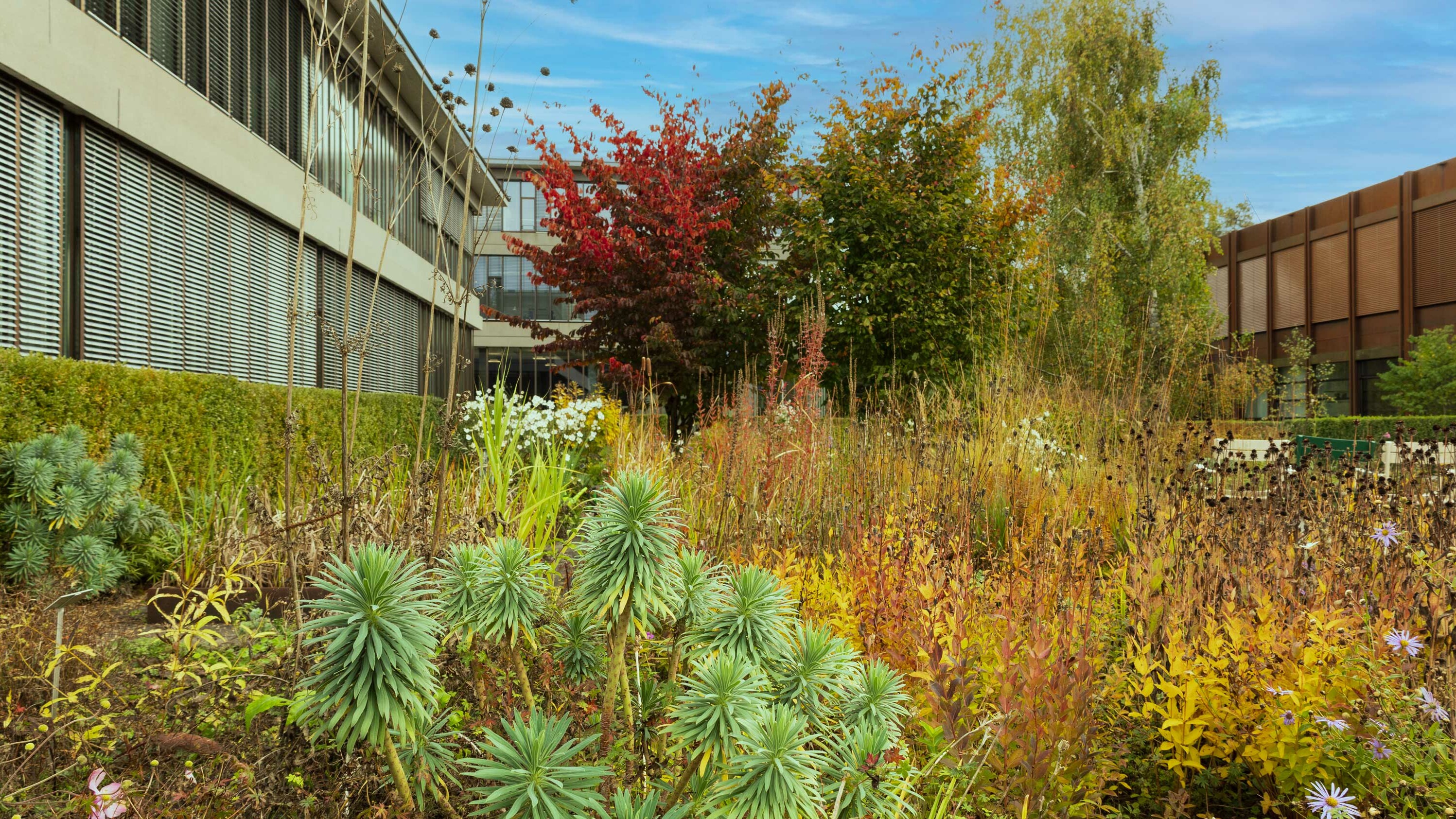 Innenhof des OST Campus Rapperswil mit Freiraumlabor (verschiedene Pflanzen)