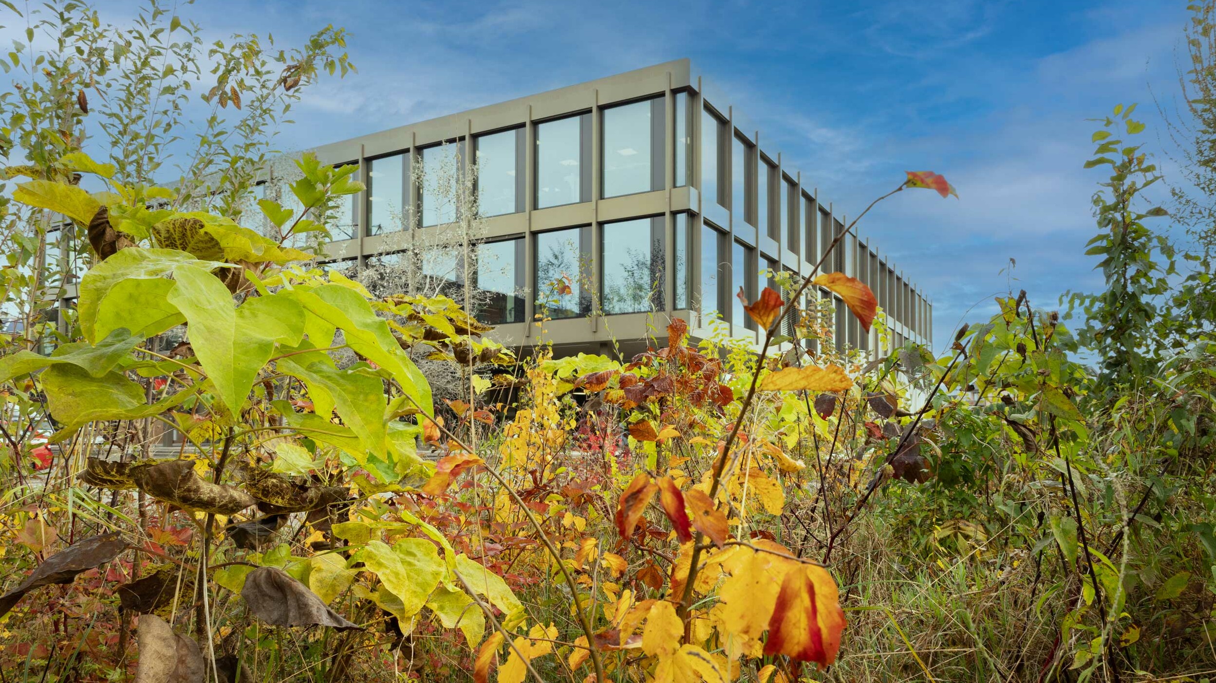 Gebäude am OST Campus Rapperswil mit herbstlich verfärbten Blättern im Vordergrund