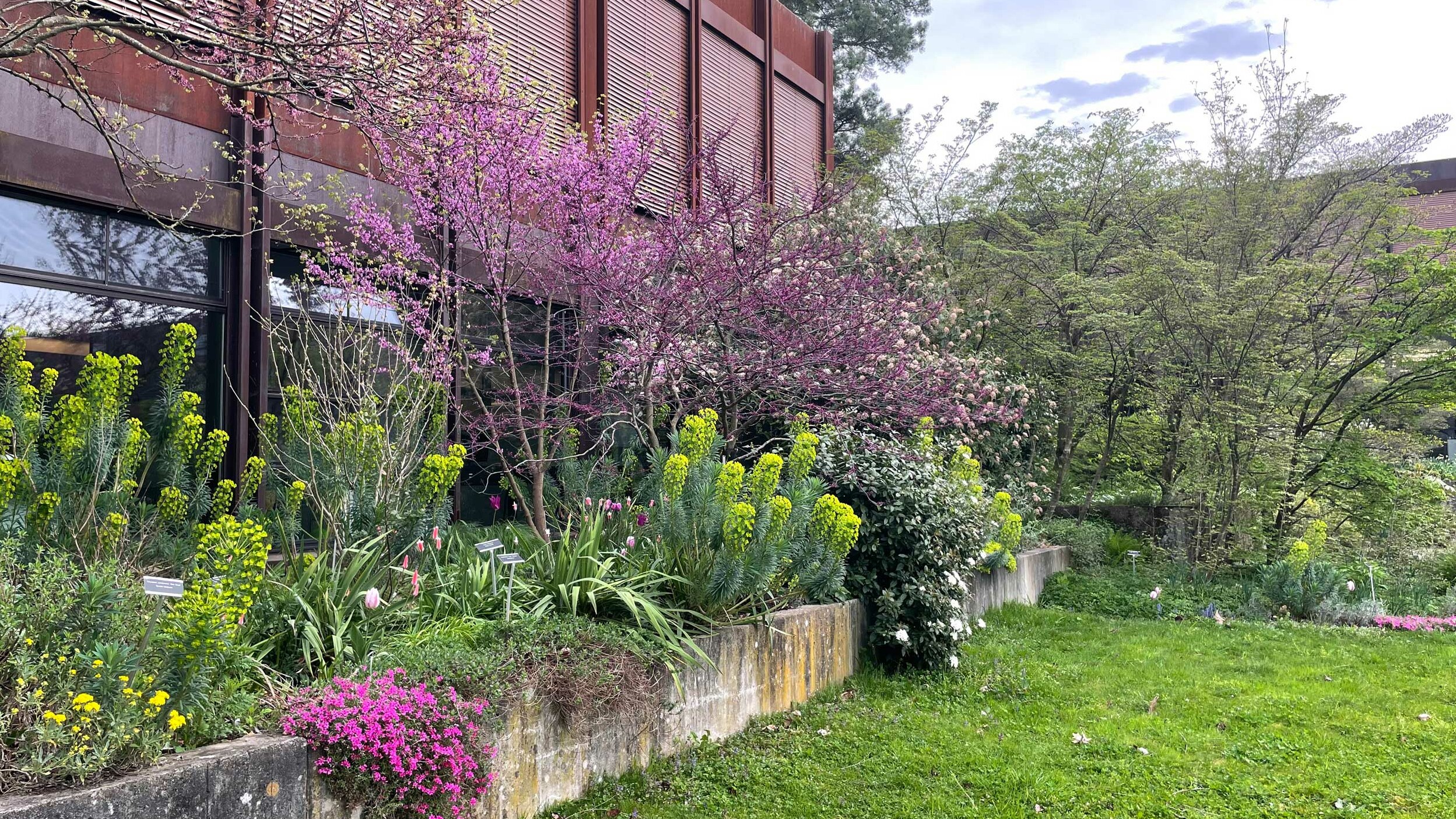 Pflanzentröge mit blühenden Pflanzen auf dem OST Campus Rapperswil
