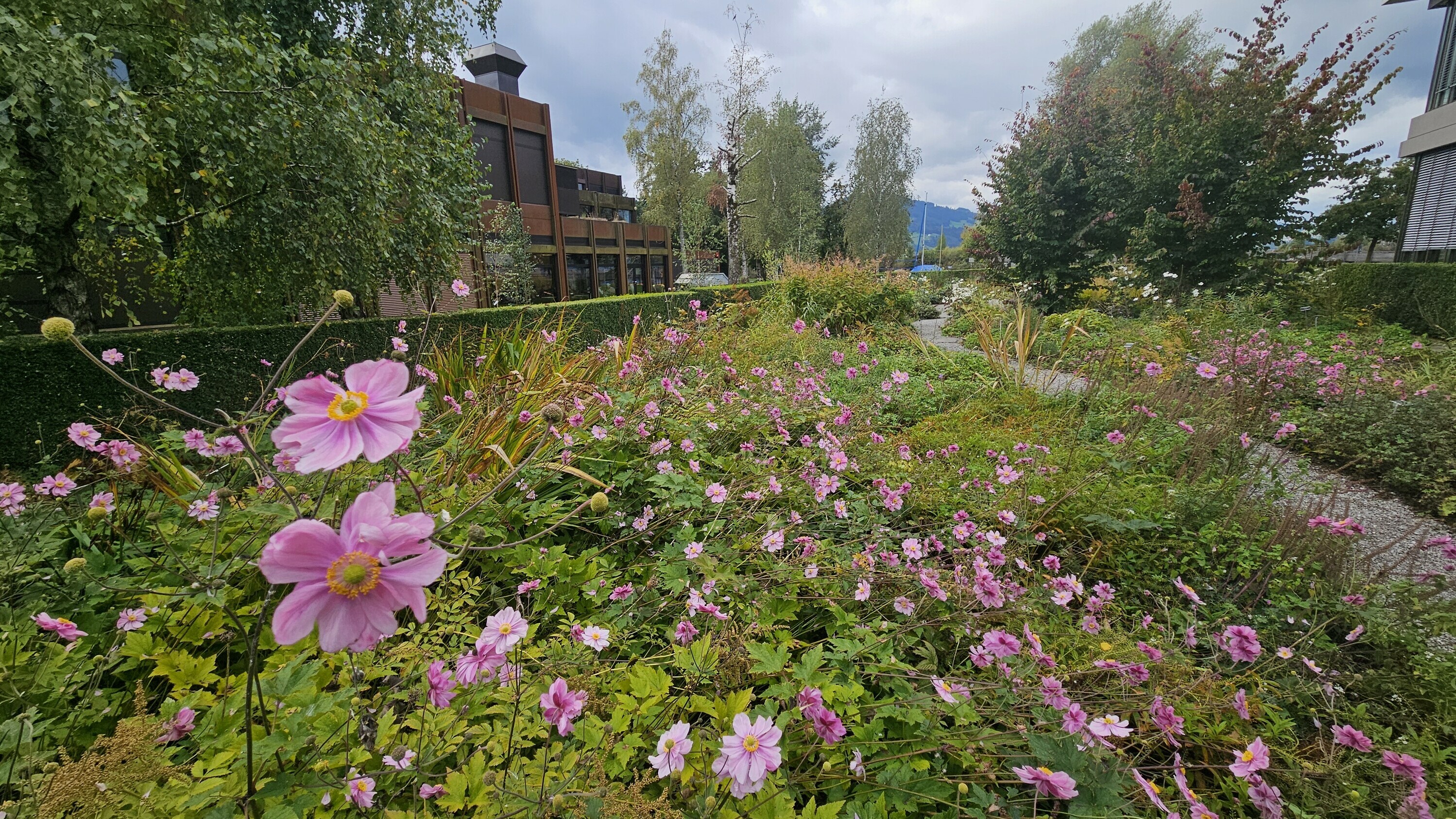 Blick auf das OST Freiraumlabor mit blühenden Pflanzen im Vordergrund