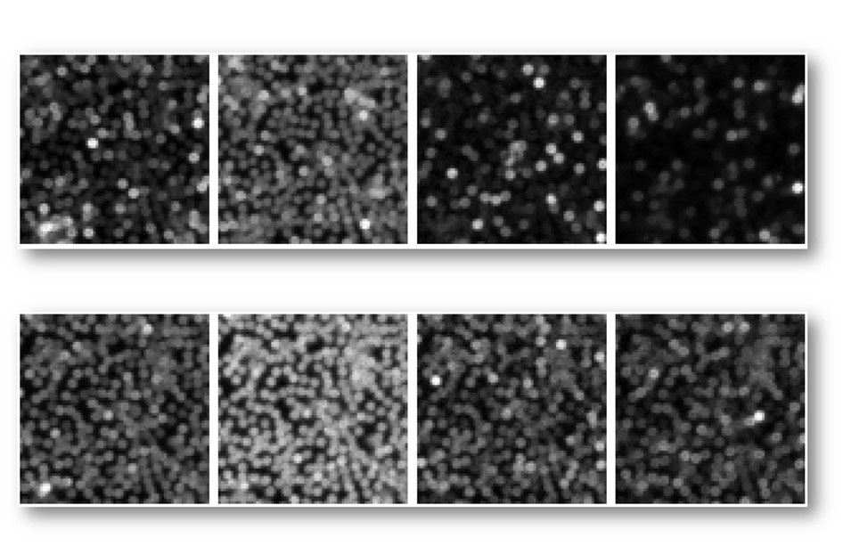 Makroaufnahme DNA-Bestimmung