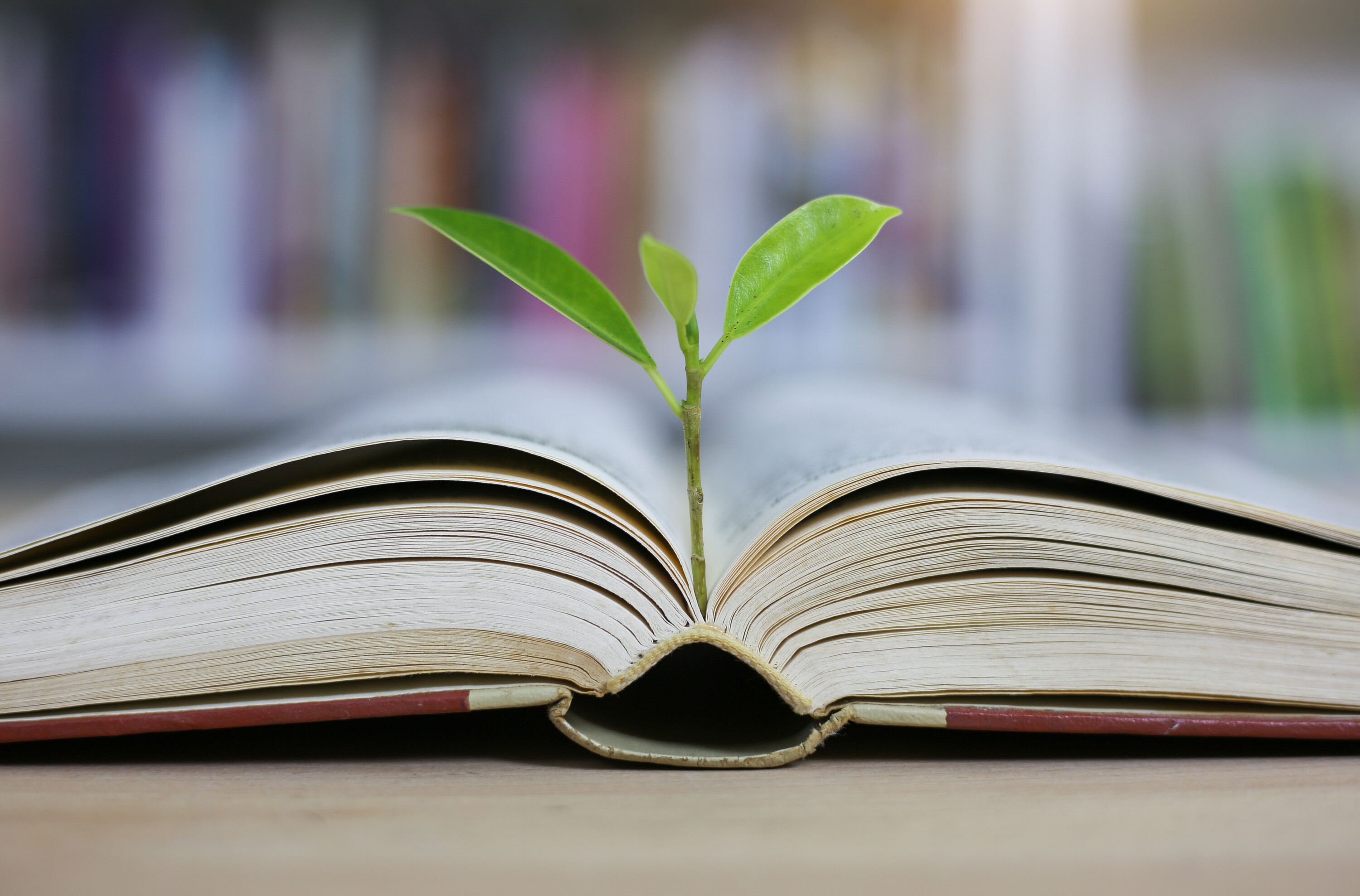 offenes Buch mit kleiner Pflanze, welche daraus wächst als Symbolbild für ein Projekt zum Thema Klima und Energie