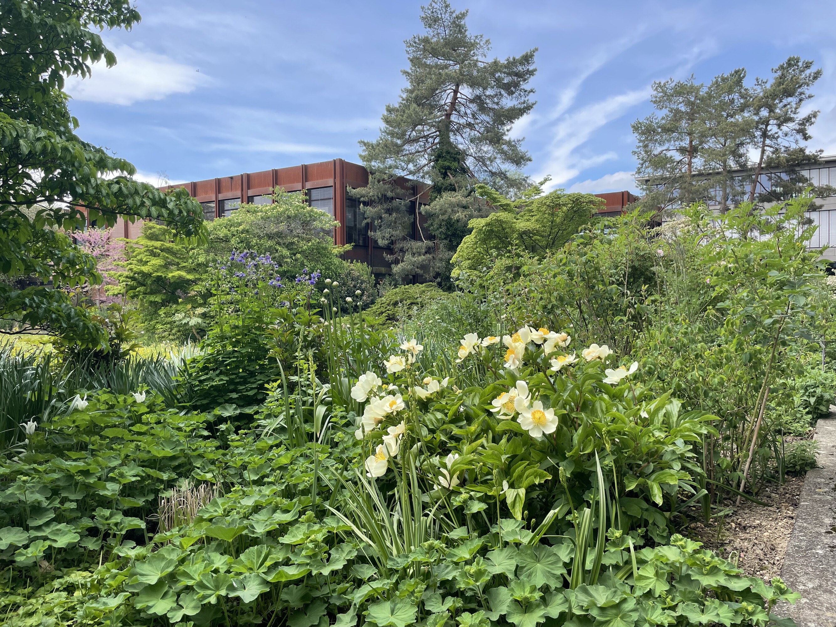 Pflanzen mit Blüten, im Hintergrund ein Gebäuder des OST Campus Rapperswil